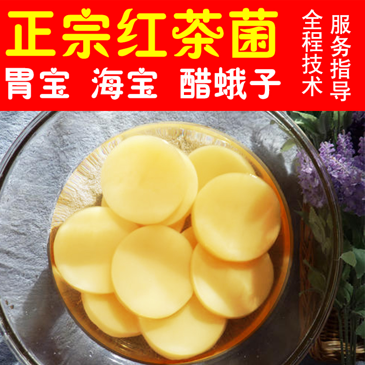 正宗红茶菌 胃宝 海宝 醋蛾子 康普茶 包养活 配说明书技术700克