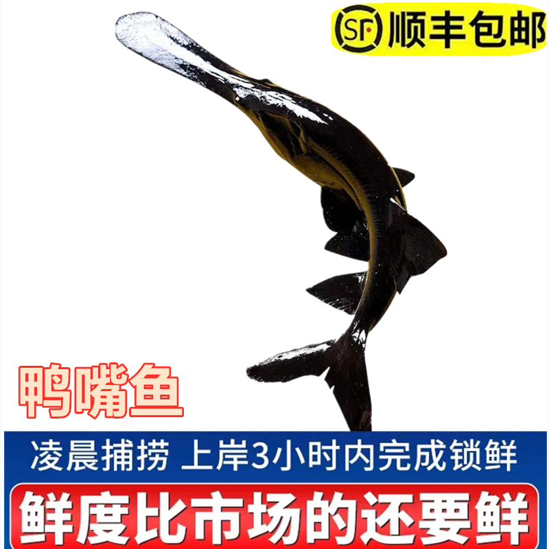 鸭子嘴新鲜活鸭嘴鱼食用无刺鱼中华鱼鲟龙鱼礼品鱼软骨无刺鱼水产