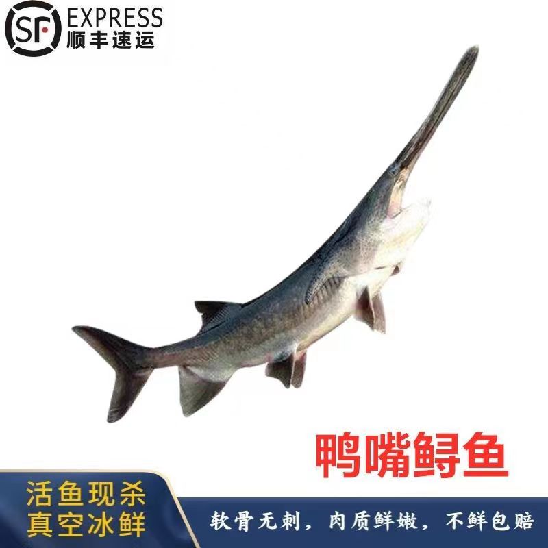 年货鱼顺丰新鲜活现杀鸭嘴鱼食用无刺鱼中华鱼鲟龙鱼礼品鱼软骨鱼