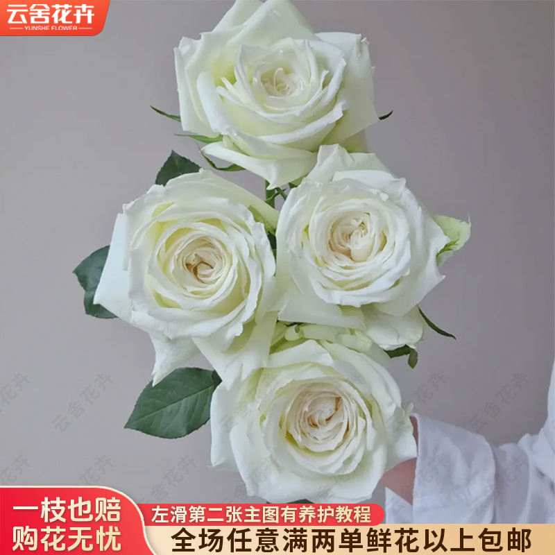 【云舍花卉】【坦尼克】单头玫瑰任意满两单及以上包邮