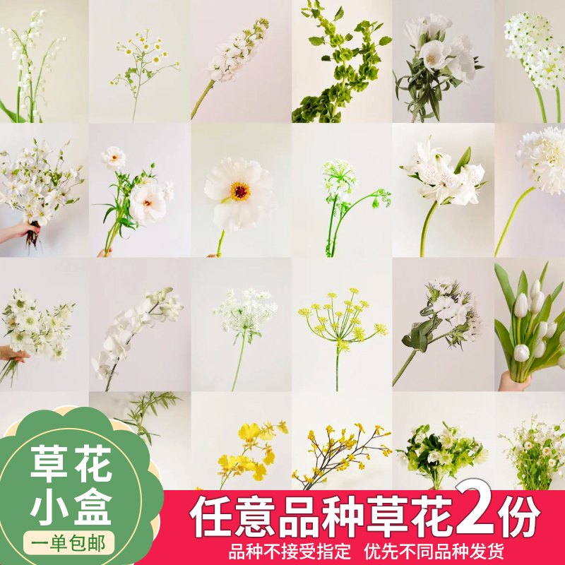 【云舍花卉】【不指定快递】一单包邮草花小盒【任意两份草花】