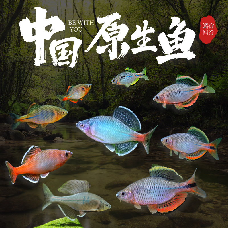 鱊你同行中国鳑鲏集锦红边鳑鲏鱼齐式鱊养漳州齐泉州齐青鳞福齐