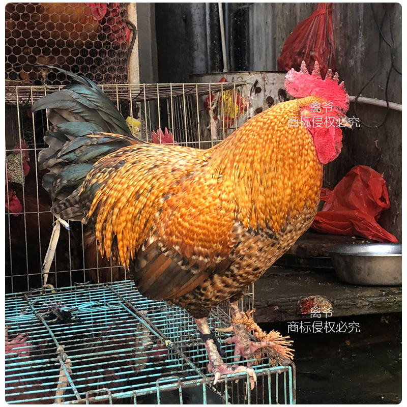 【12只】半斤脱温芦花鸡幼苗 金芦花鸡脱温动物幼苗 包活包邮到家