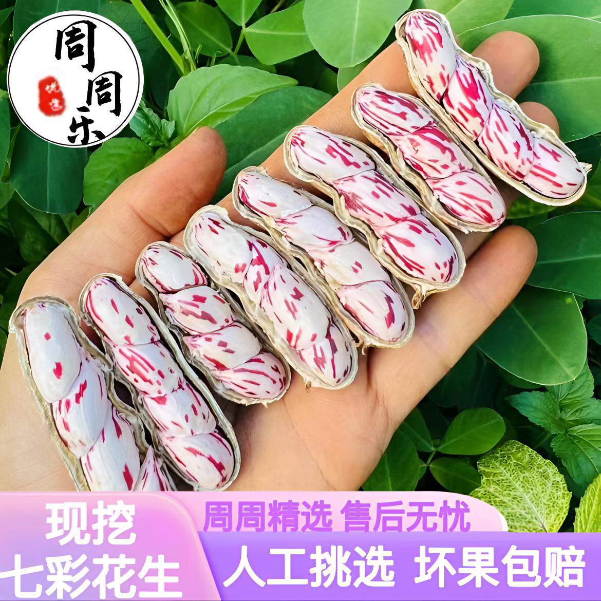 云南高山野地新鲜七彩花生农家种植现挖现发带泥带壳新鲜湿花生