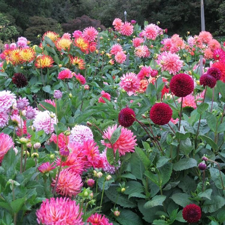 巨型大丽花种子重瓣大花种籽耐热四季易种庭院阳台盆栽花草种子籽