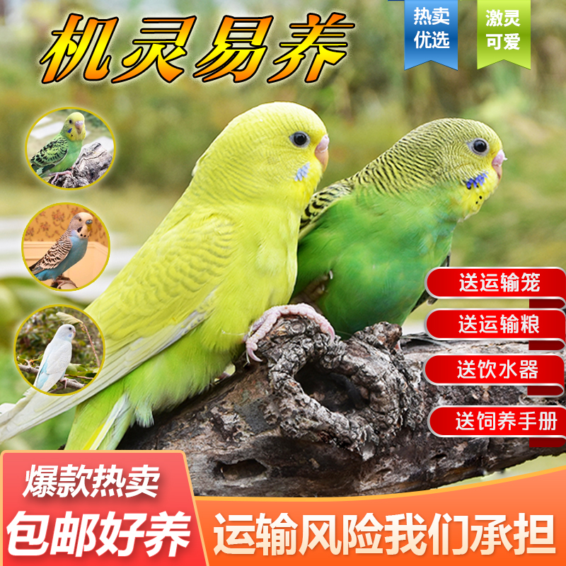 秋宠月虎皮鹦鹉活鸟活物鹦鹉小鸟活宠物小型手养鸟手玩的鸟类活