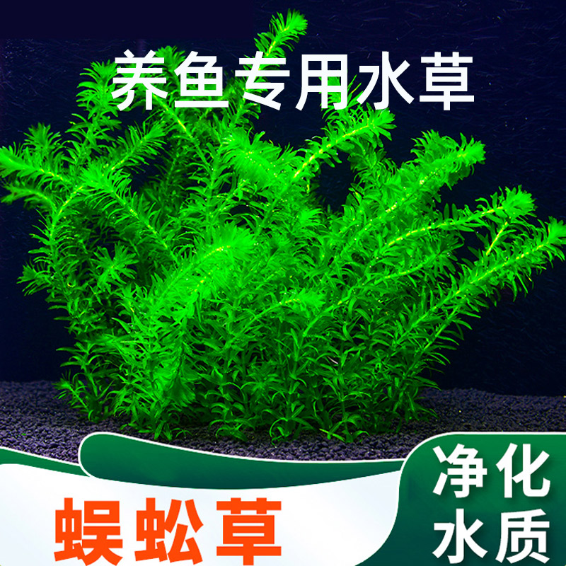 鱼缸造景竹节草火山石蜈蚣草定植活体淡水植物阴性水草懒人套餐