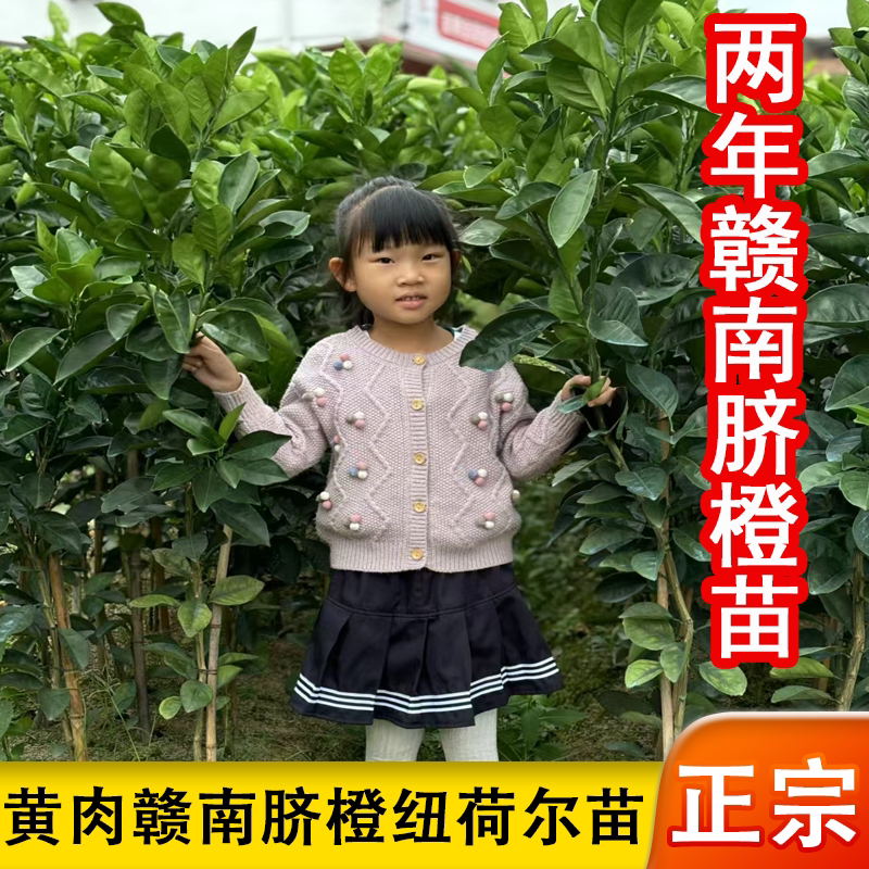 两年赣南脐橙纽荷尔苗两年裸根苗
