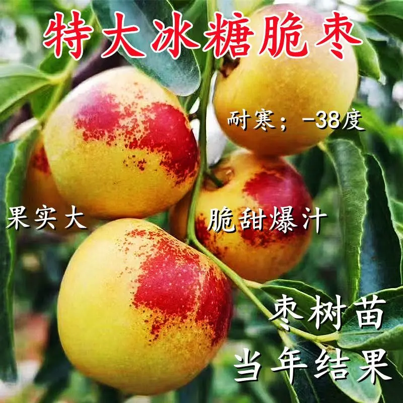 特大冰糖心冬枣苗嫁接枣子蓝莓树苗耐寒耐旱盆地栽南北方蓝莓树苗