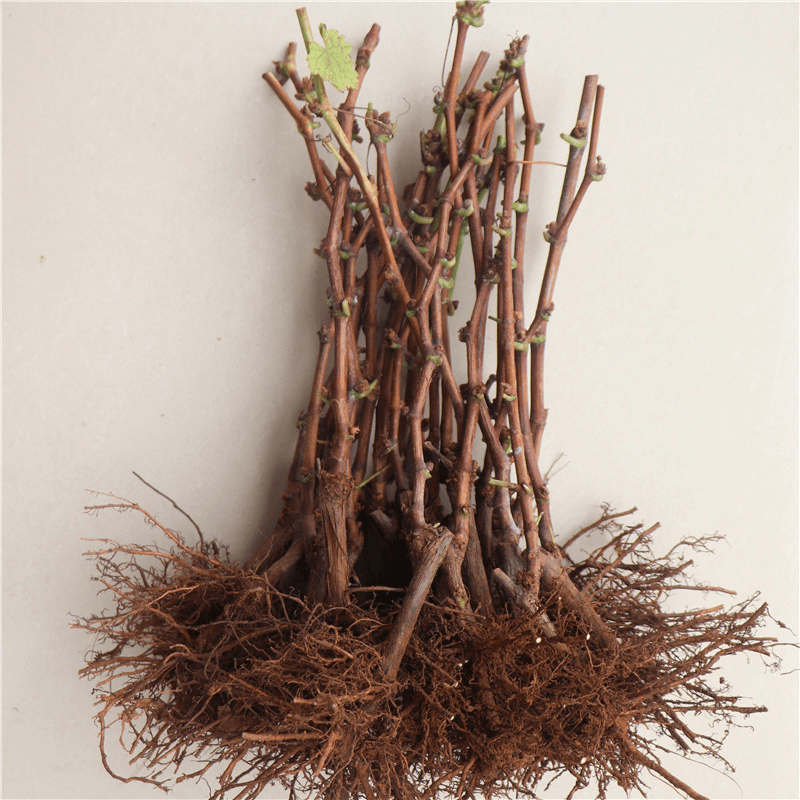 葡萄小苗葡萄树苗阳光玫瑰果树苗巨峰南北方种植庭院爬藤葡萄树苗