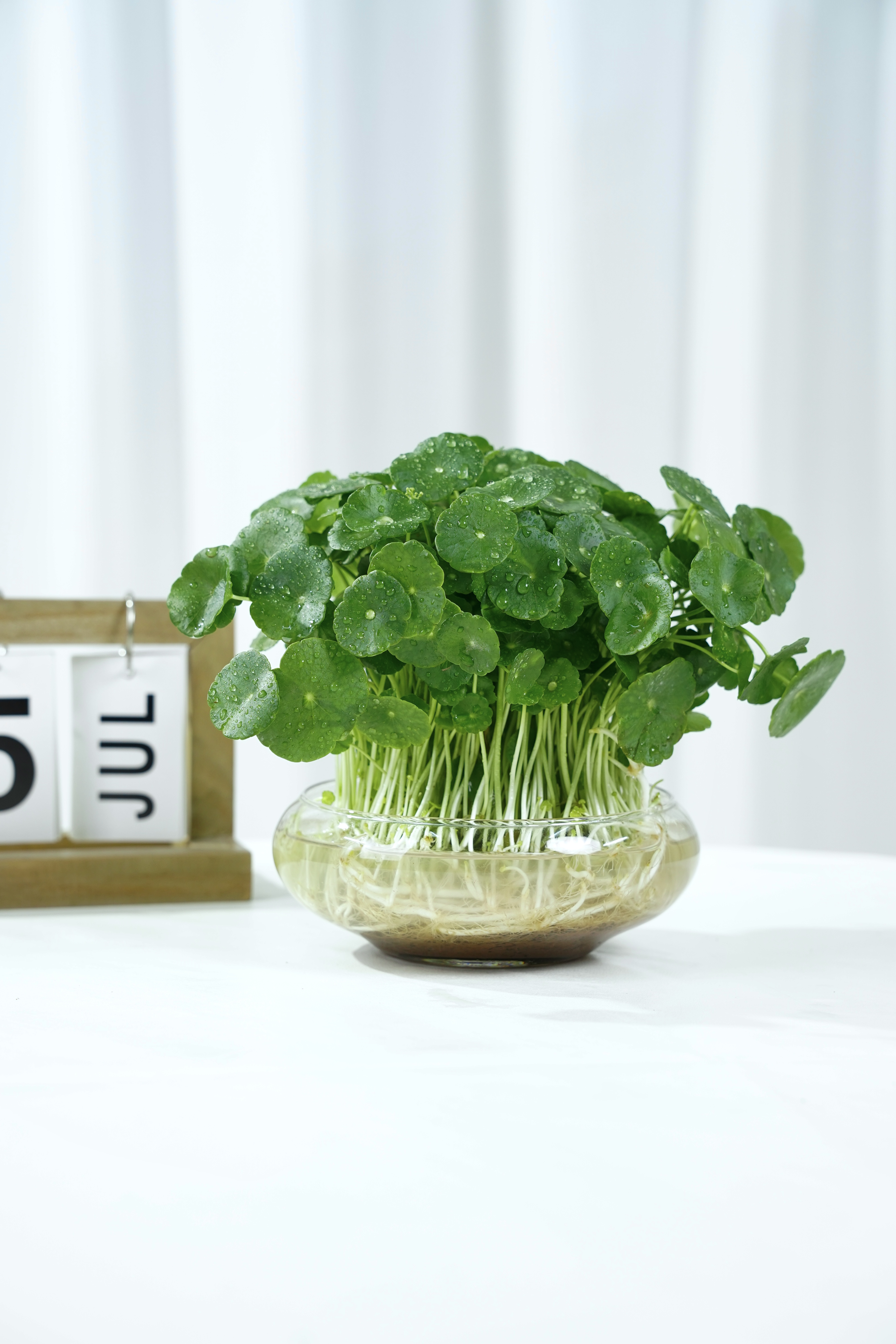 水培带叶铜钱草水培土培植物水养绿植金钱草室外四季常青绿植盆栽