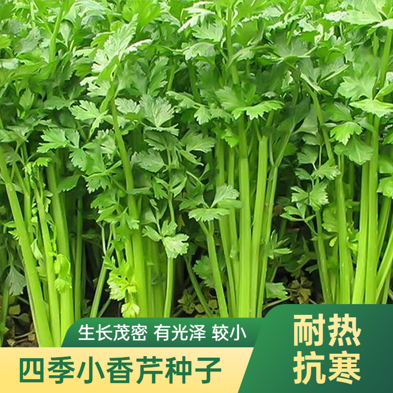 四季小香芹/大肉西芹菜根芹家庭蔬菜种子耐寒大块