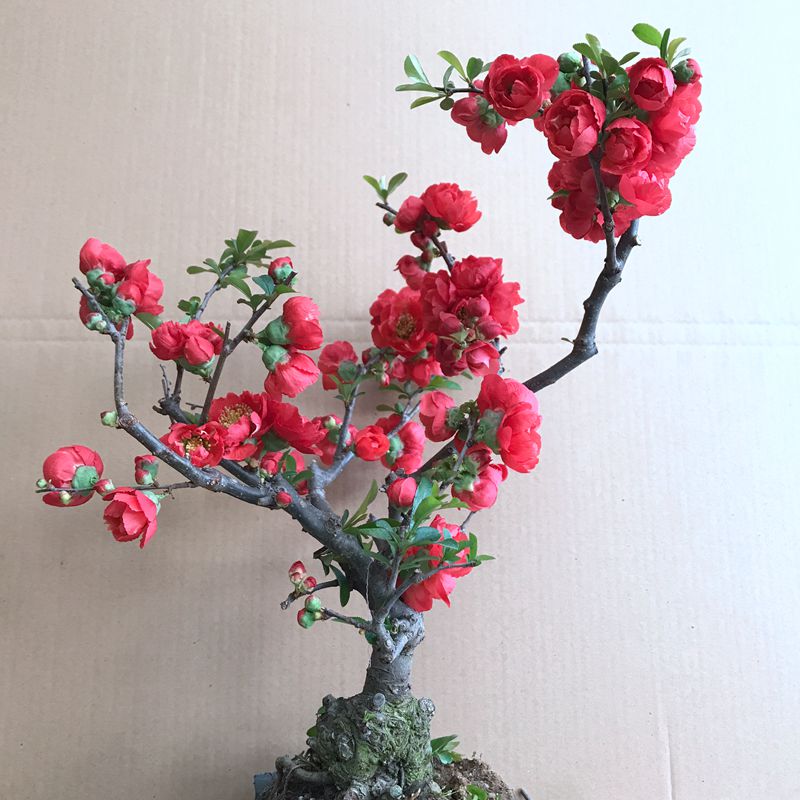 海棠花盆栽树苗盆景重瓣老桩庭院绿植物室内四季花卉开花好养易活