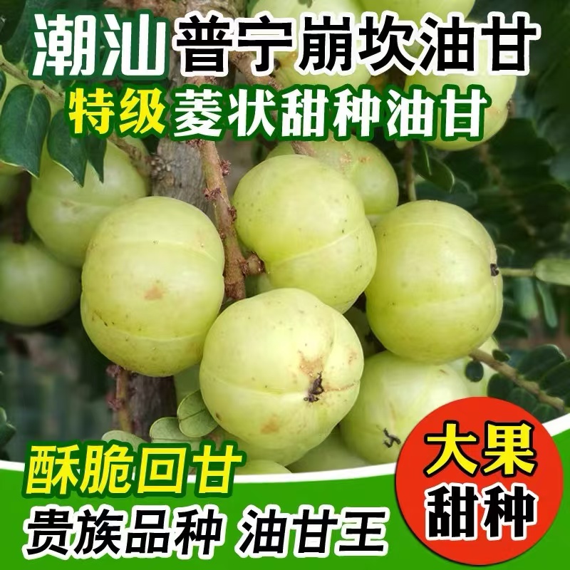 金灶崩坎油甘牛甘果余甘果滇橄榄柿饼甜油柑包邮