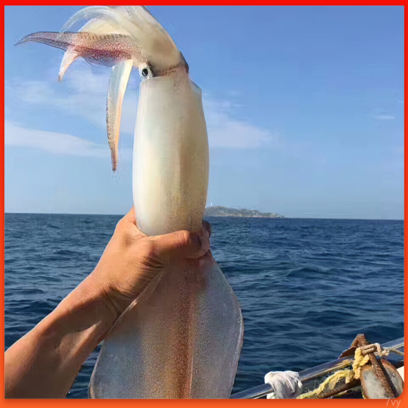 【两只两斤装】手钓大管鱿鱼东山岛鲜活速冻火箭鱿鱼乌贼管枪鱿鱼