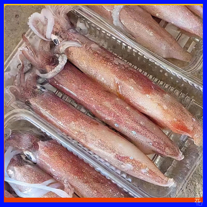 【两盒装】手钓中管鱿鱼刺身级乌贼东山岛活冻火箭管枪鱿鱼新鲜鱿鱼