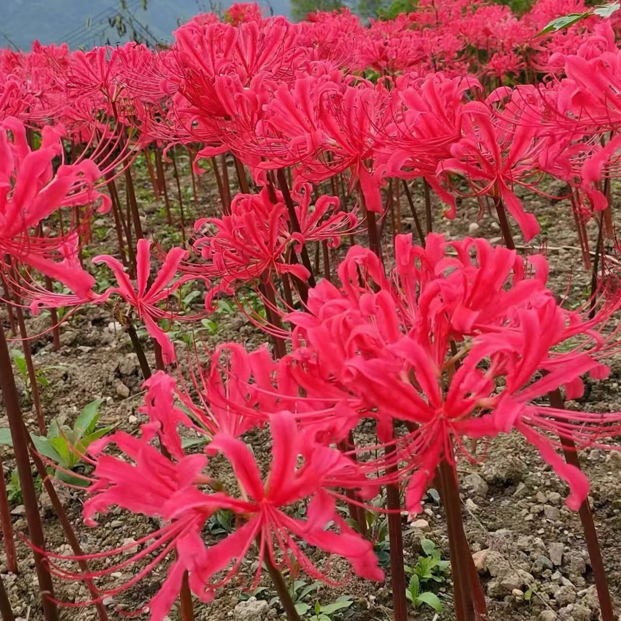 （欲畅园艺）彼岸花  石蒜种球    当年开花