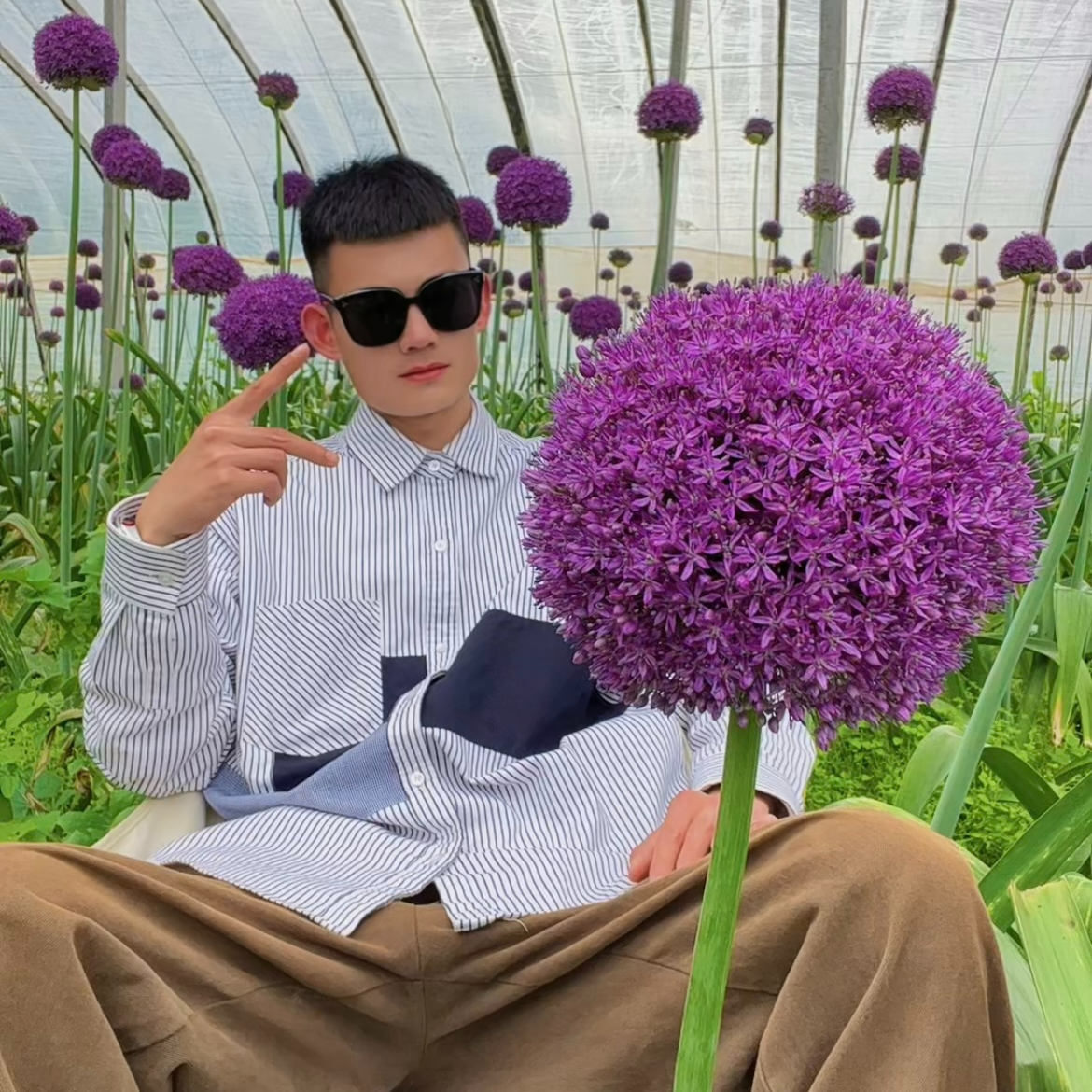 【欲畅园艺】大花葱大使 种球 耐寒-35°