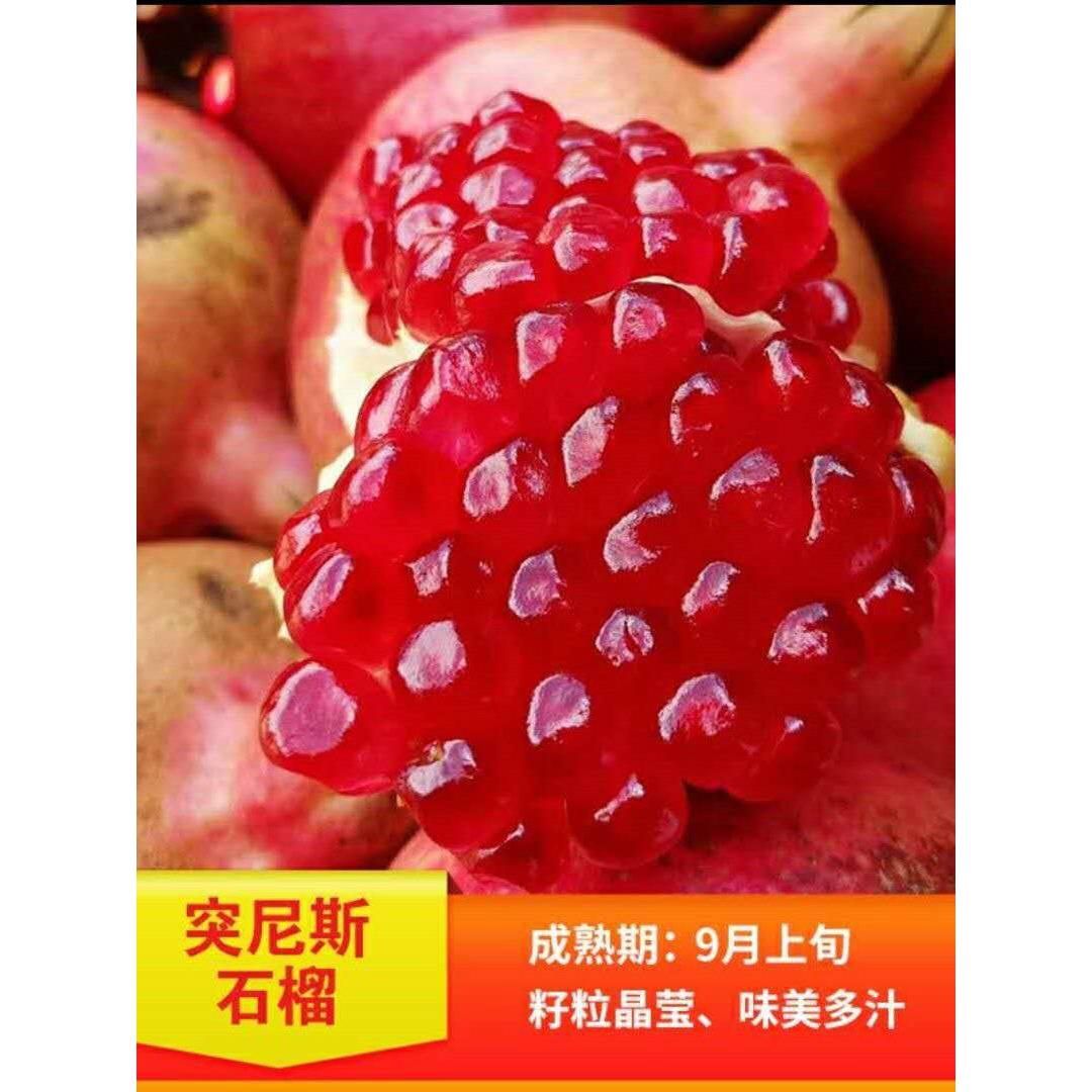 突尼斯软籽石榴树苗嫁接石榴南北方盆栽地栽庭院四季种植当年结果