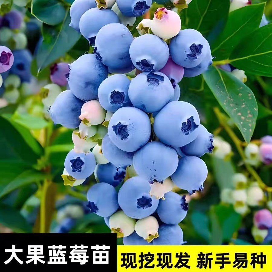 杭益蓝莓树苗盆栽南北方种植耐寒果树苗带花苞发货当年结果蓝莓苗