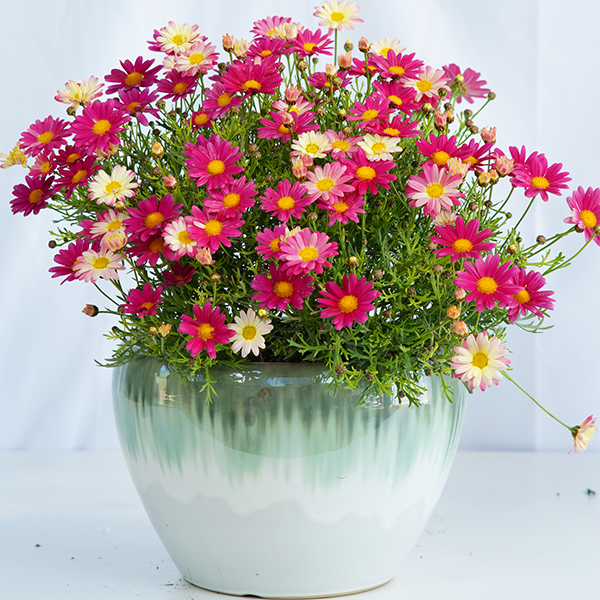 【玛格丽特】盆栽地栽多色选择阳台庭院易养护鲜花花