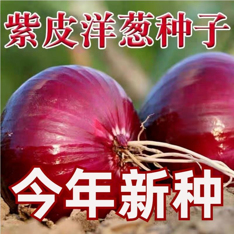 【新种上市】紫皮洋葱种子红皮黄皮圆洋葱种子四季播特大蔬菜种孑
