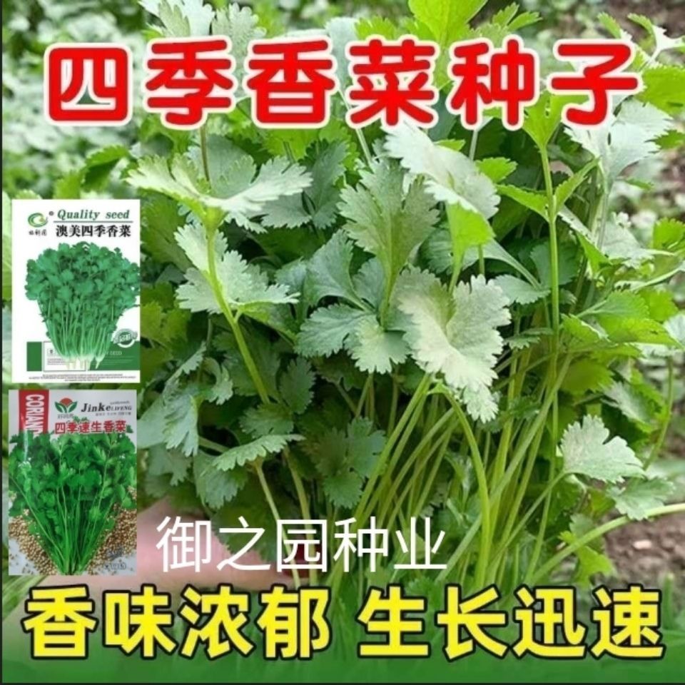 四季小香菜种子蔬菜种子阳台室内花卉盆栽小香菜四季可播种香菜籽