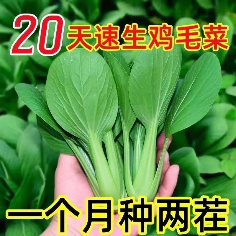 鸡毛菜种子青油菜速生小青菜蔬菜秋冬季种籽耐寒新手易种小油菜