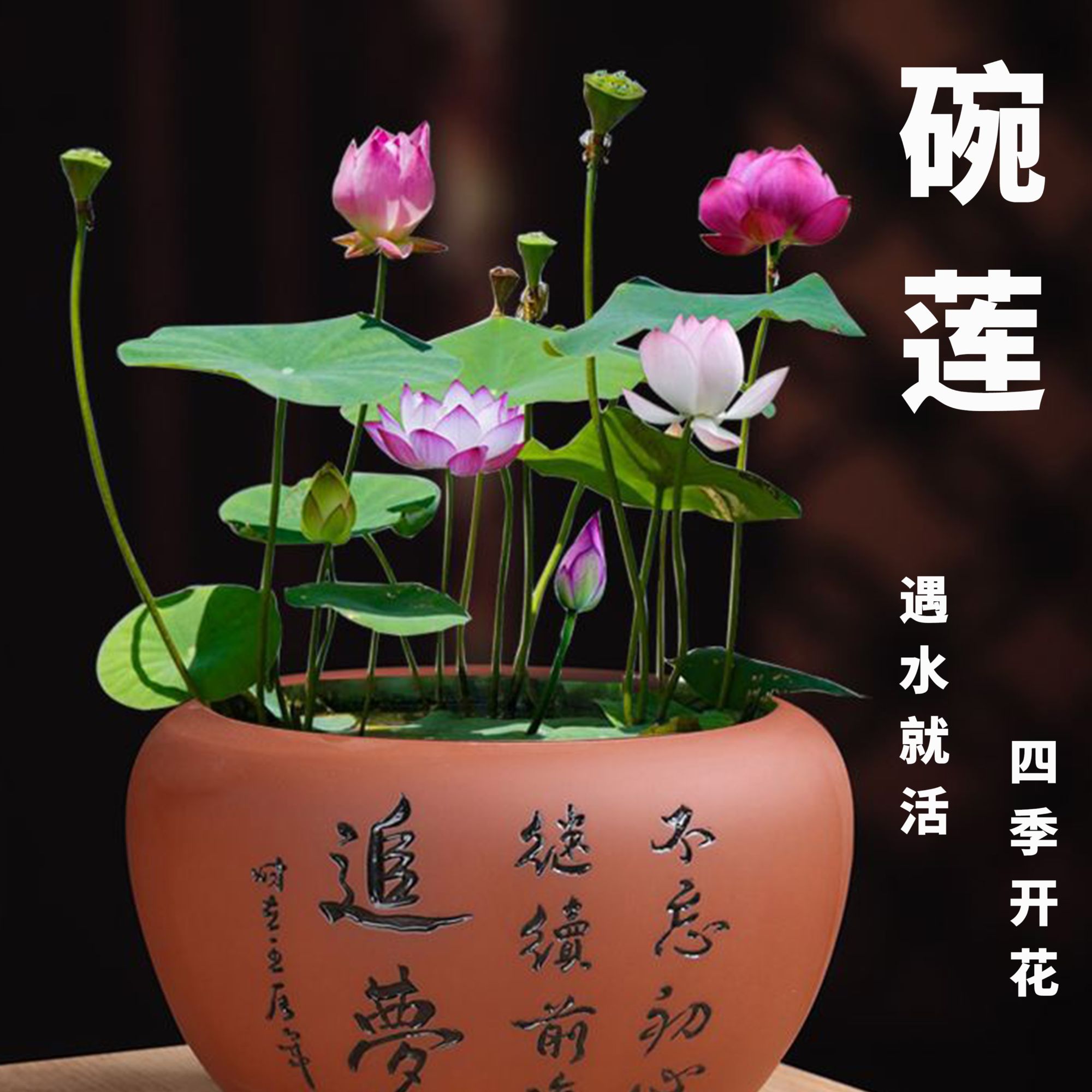 【碗莲种子】盆栽土培水养好种植开花水培莲花四季开花
