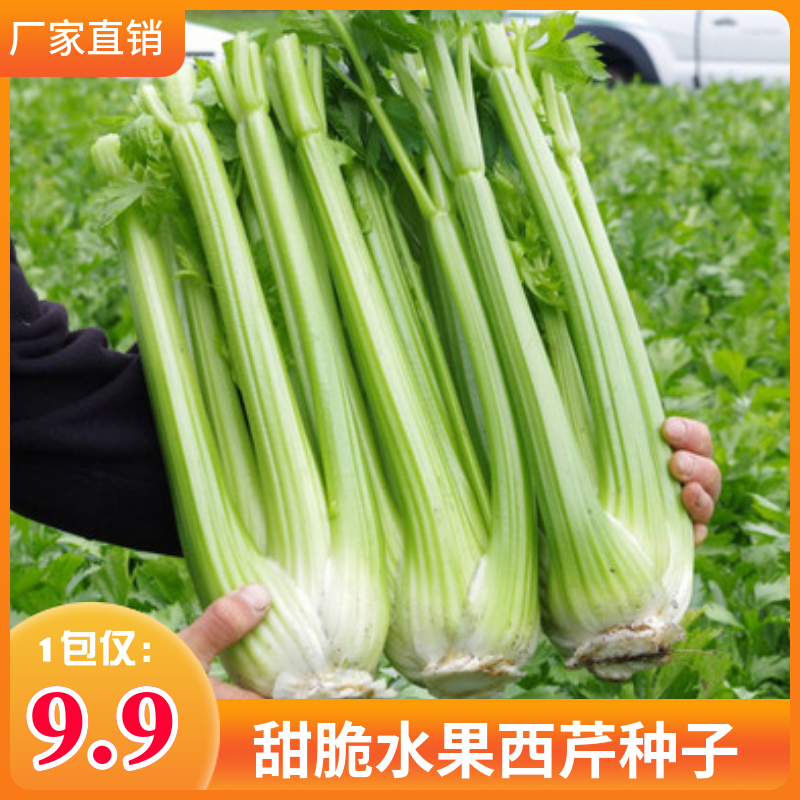 脆甜水果西芹种子芹菜种子