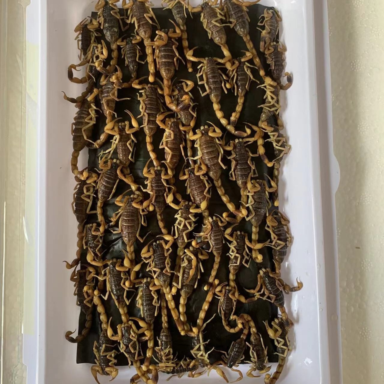 新鲜冷冻蝎子40只左右1盒生鲜速冻