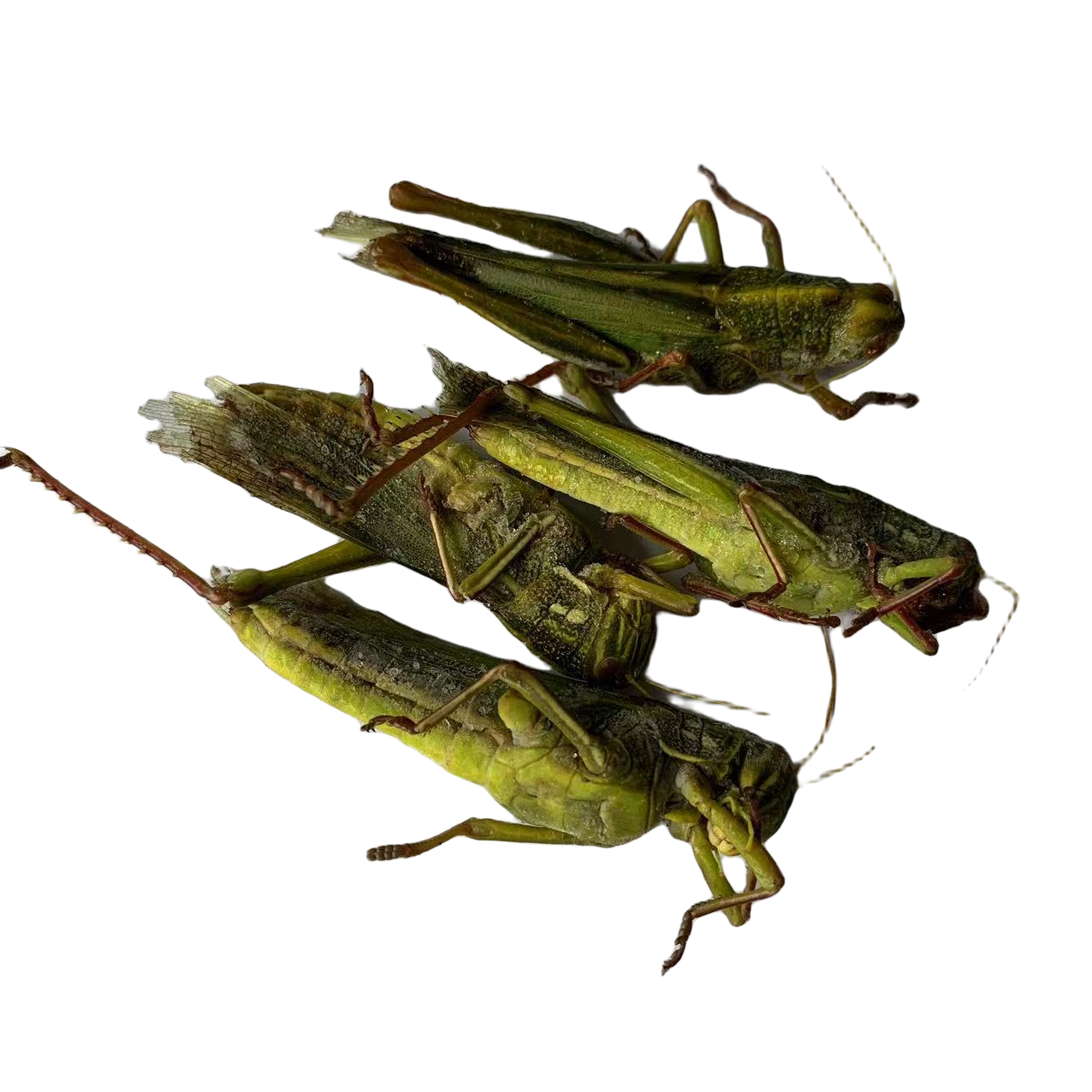 母蹬倒山新鲜肉质冷冻蚱蜢可食用顺丰发货运输