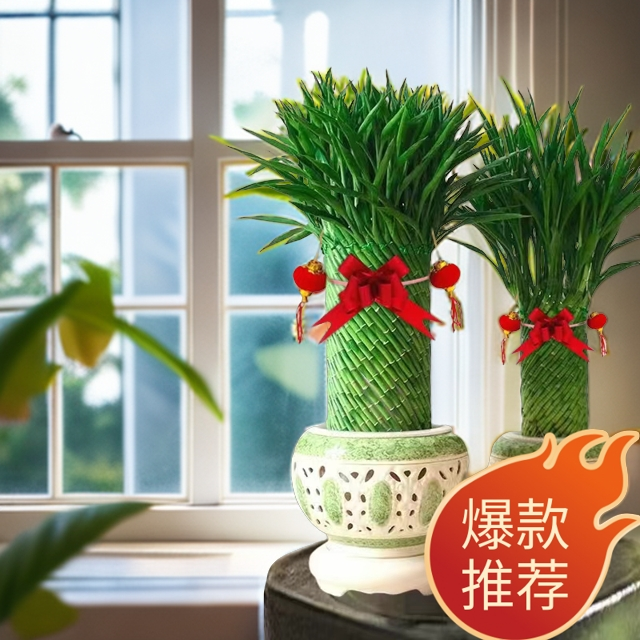 适合水养富贵竹乔迁招财竹发财竹培育玄关室内旺宅清新绿植盆栽