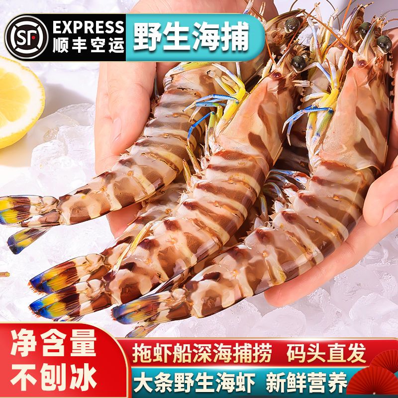特大鲜活冷冻野生斑节虾/九节虾/活冻竹节虾净重3斤新鲜速冻冷链