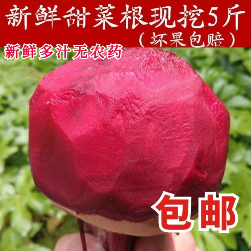 新鲜甜菜根5斤新鲜现挖红甜菜紫菜头红菜头甜菜头
