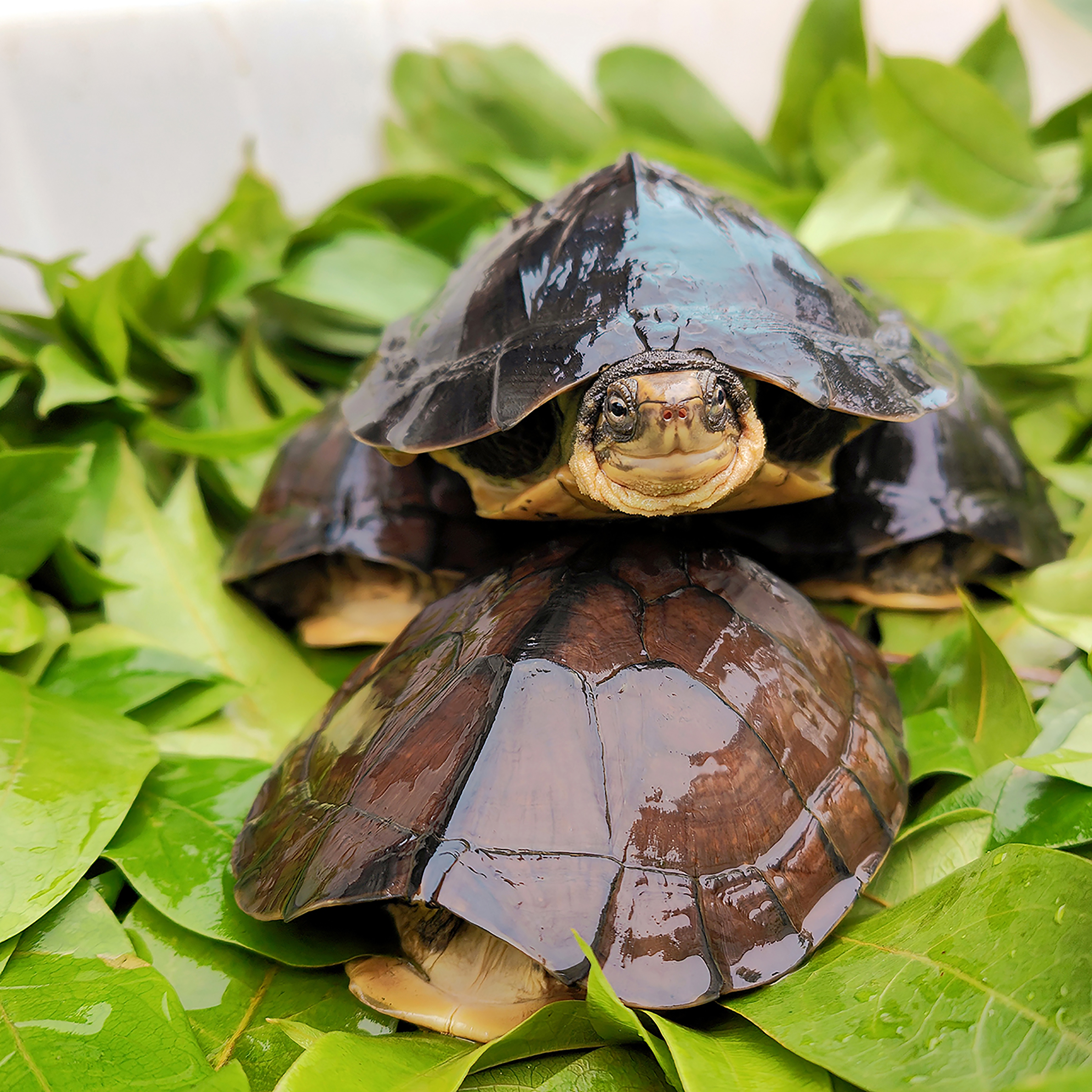 石龟 各种年份 可活可处理发货