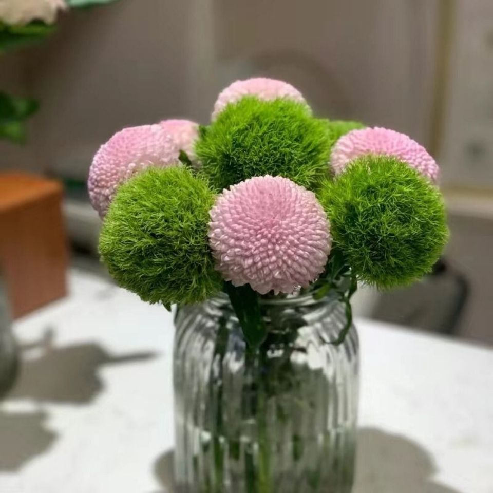 绿毛球云南昆明基地直发包邮家用办公室拍照小清新花束好养花期长