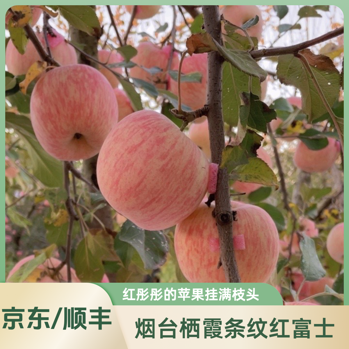 【条纹红富士】顺丰/京东快递烟台栖霞苹果原产地b