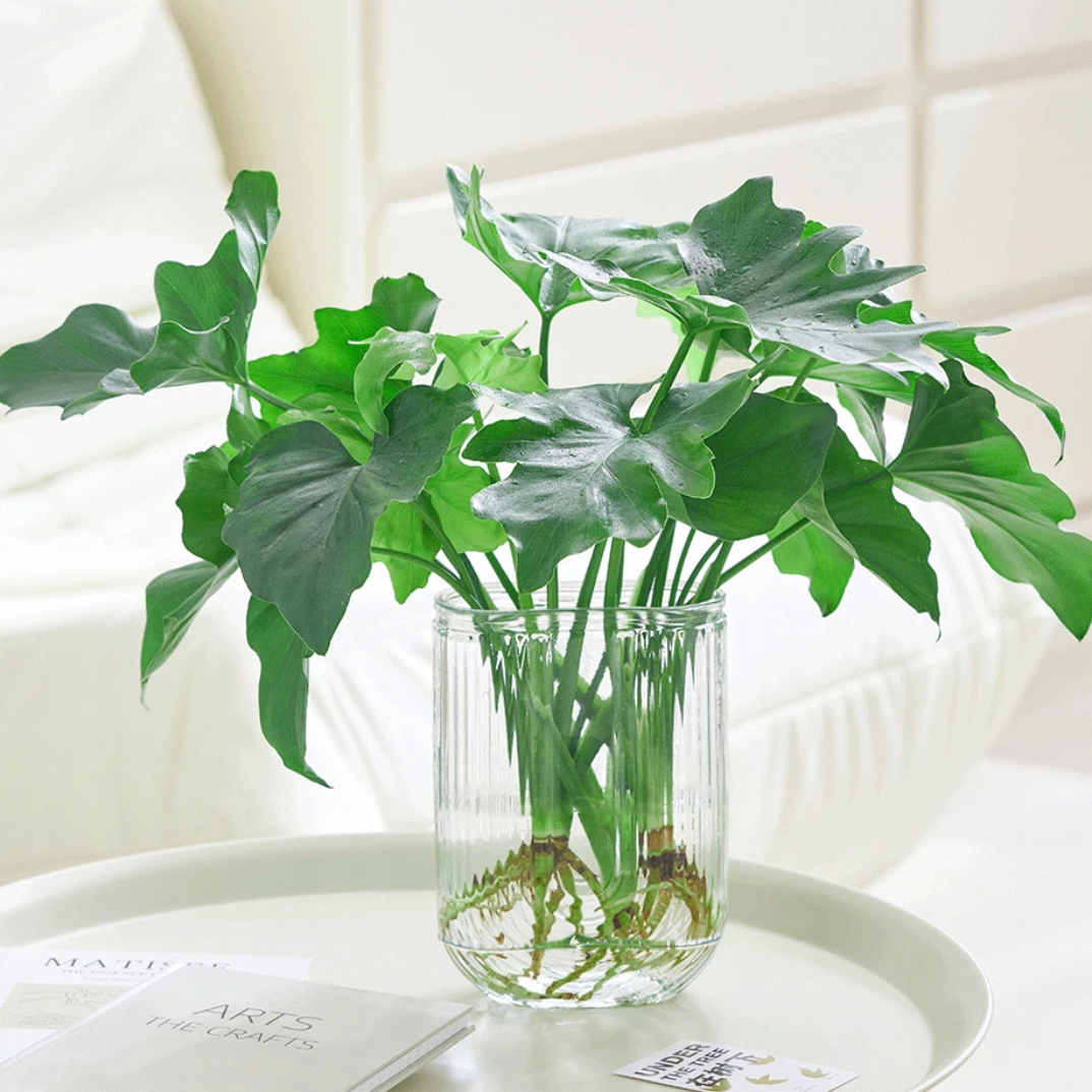 春羽带瓶水培绿植办公室内客厅桌面盆栽花卉植物四季常青好养护