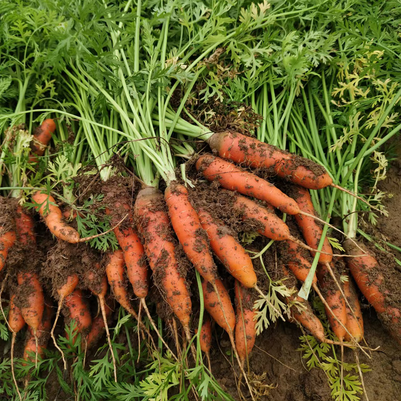 湖北农家自种胡萝卜新鲜挖现卖老品种胡萝卜红萝卜宝宝孕妇胡萝卜