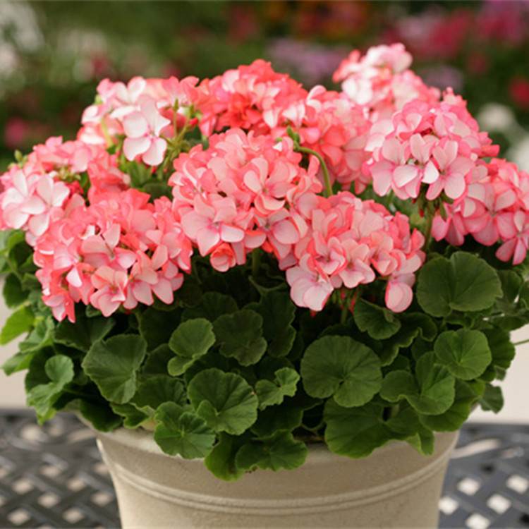 天竺葵花苗种子籽小苗直立大花四季开花阳台庭院室内外盆栽多年生