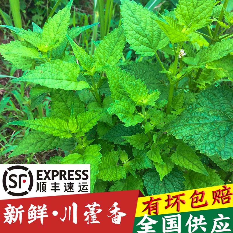 四川新鲜食用藿香叶500g鱼香叶菜露天现摘藿香苗做鱼做菜霍香叶子