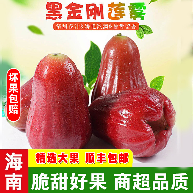 海南黑金刚莲雾 精挑树上熟脆甜 海南特产孕妇大果3斤5斤顺丰快递