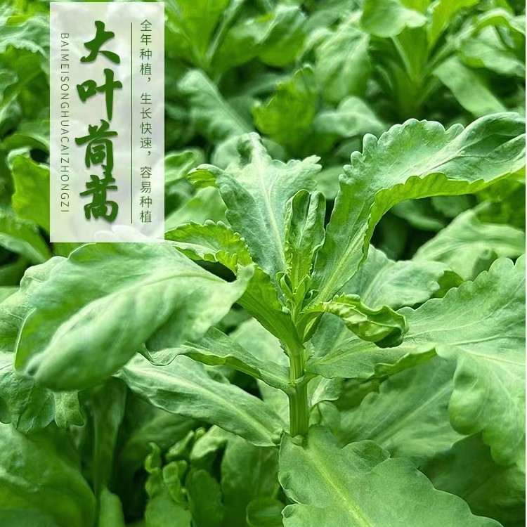 大叶茼蒿种籽皇帝菜种孑四季阳台蔬菜种植小叶茼蒿菜种籽菜种子