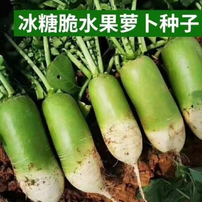 冰糖水果萝卜种子生吃脆甜农家蔬菜种四季播种阳台盆栽绿萝卜种籽