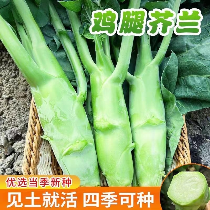 鸡腿芥兰种子芥兰菜种籽芥蓝菜籽庭院易种植鸡腿芥蓝蔬菜种孑大全