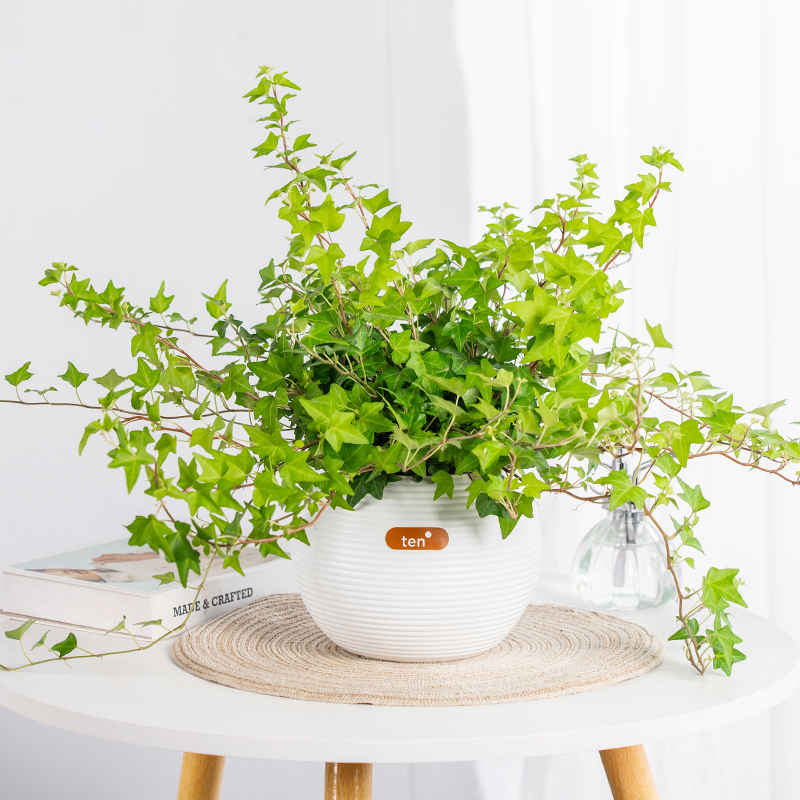 常春藤水培盆栽四季常青好养的室内室外庭院藤类植物室内垂吊好养
