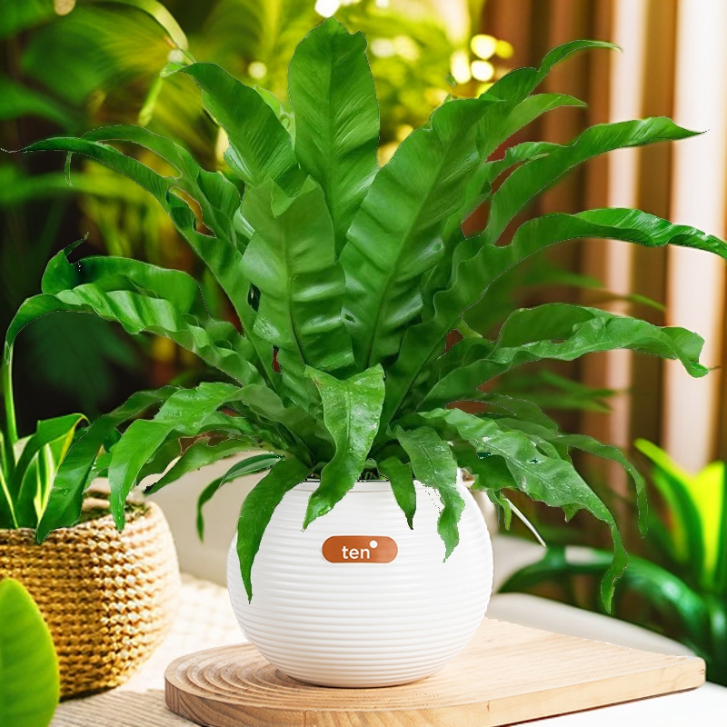 鸟巢蕨盆栽观叶绿色懒人水培植物桌面办公室绿植耐阴好养美观盆栽