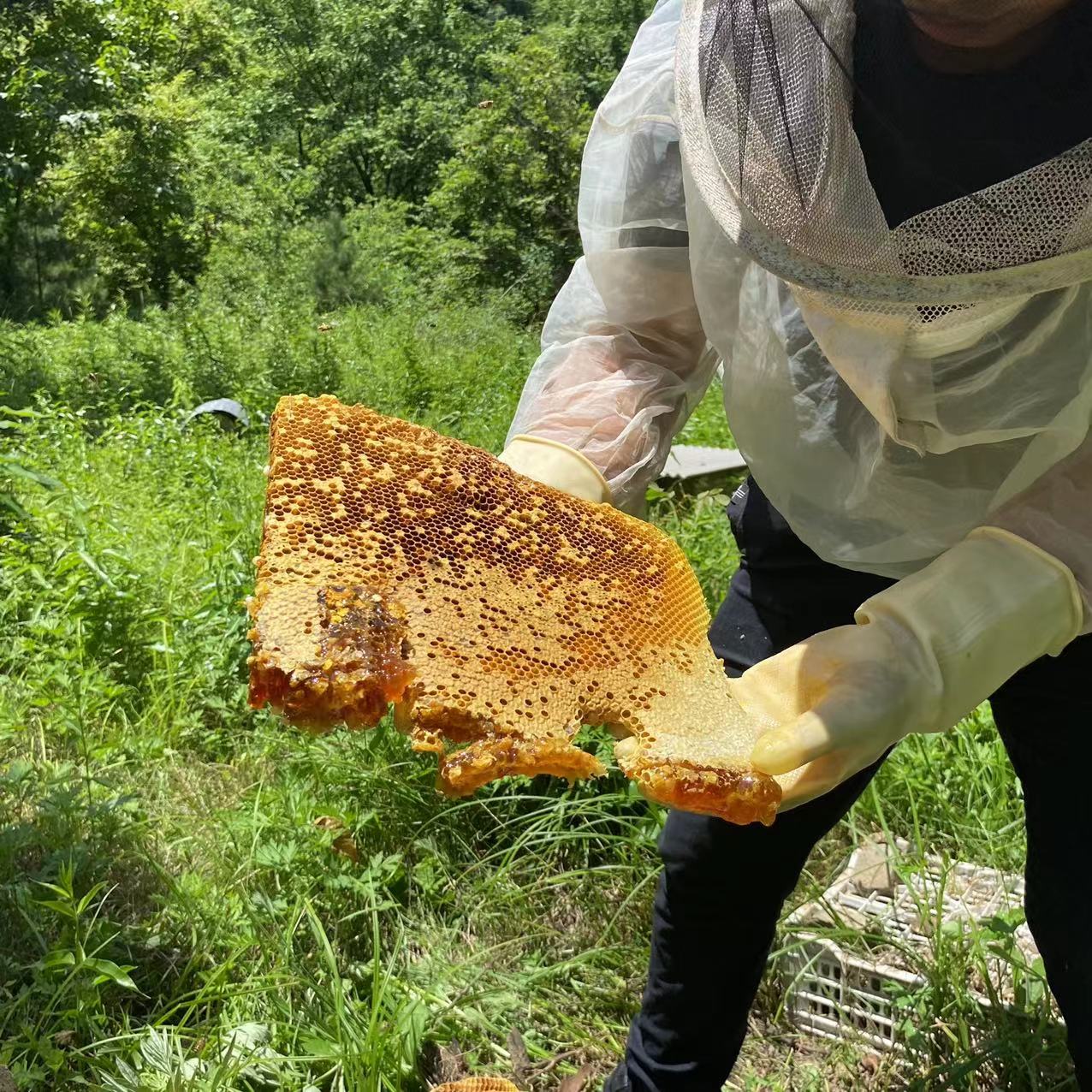 商於百草土蜂蜜 秦岭老巢百草蜜【一年割一次】百花蜜500g