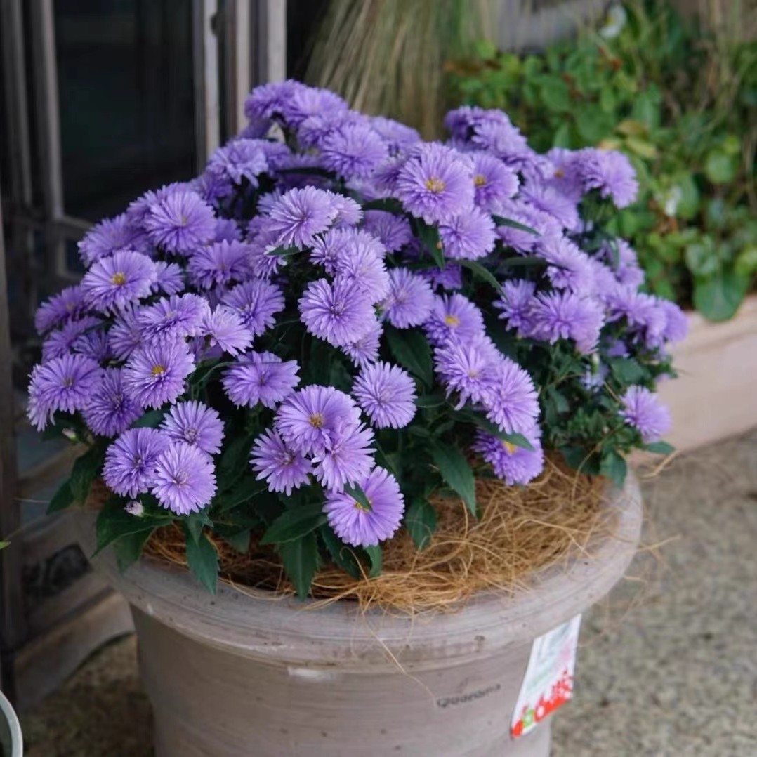 翠菊盆栽紫菀开花植物(高颜值 花期长)庭院阳台